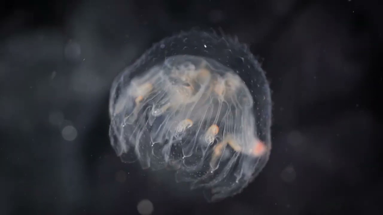 Livet under isen i Antarktis