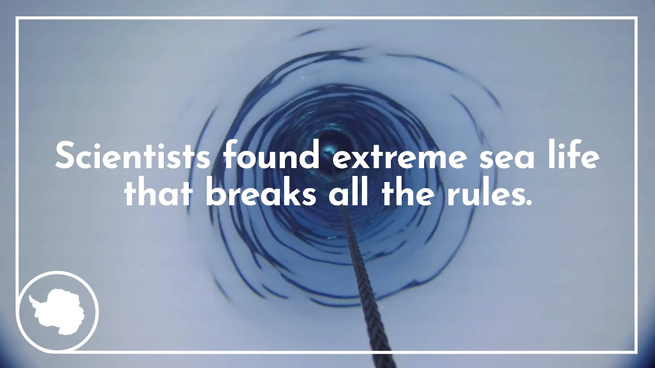 Accidental discovery of extreme life | British Antarctic Survey