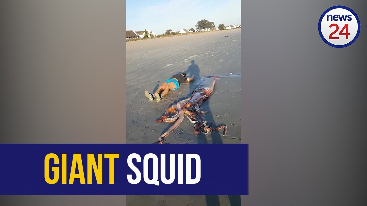 WATCH | Giant squid found stranded on Western Cape beach in rare sighting