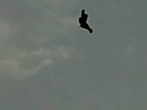 Is this even possible?......Bird stuck in mid - air