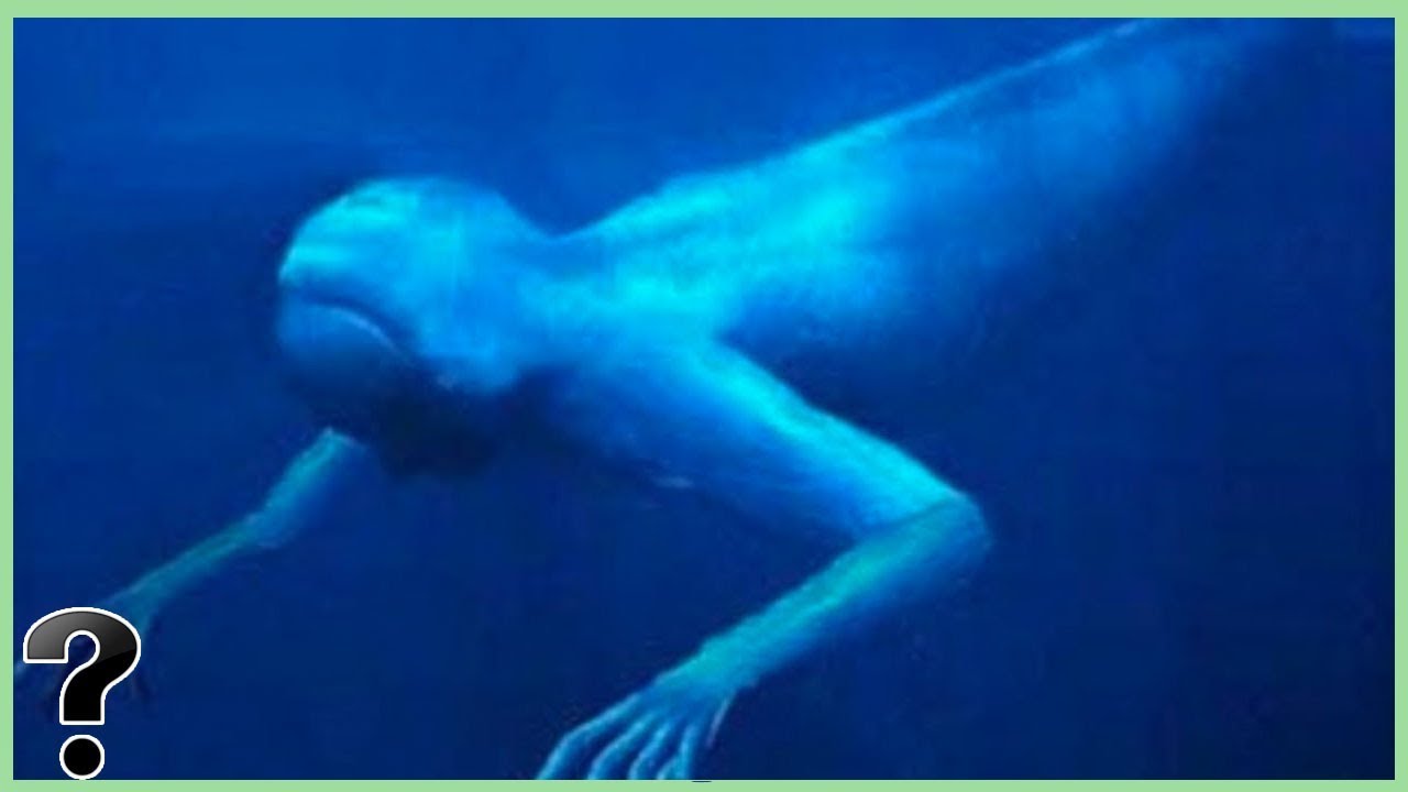 What If The Ningen Were Real?