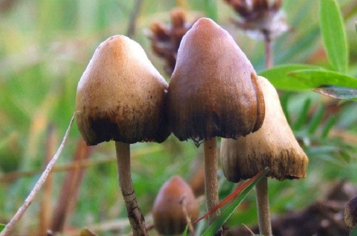 1577360802 551 Are magic mushrooms safe for human health