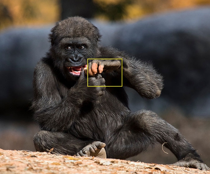 This gorilla has amazed everyone It really shows how close