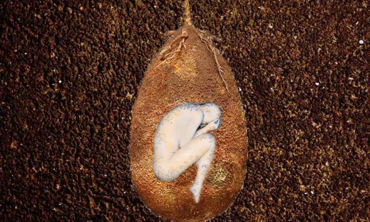 Organic Burial Pods
