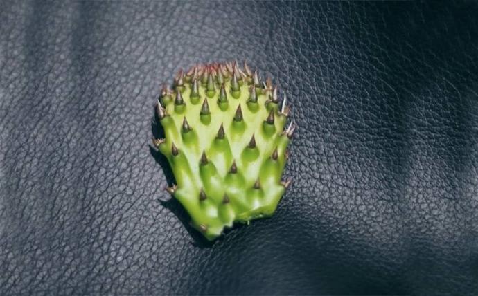 % name Leather made from cacti will save billions of animal lives