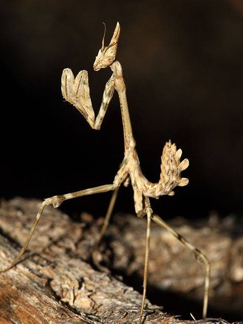 Mysterious petroglyph representing a half-mantis half-man being, found in Iran 3