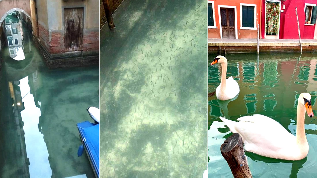 1584514476 Swans and hundreds of fish return to the channels of