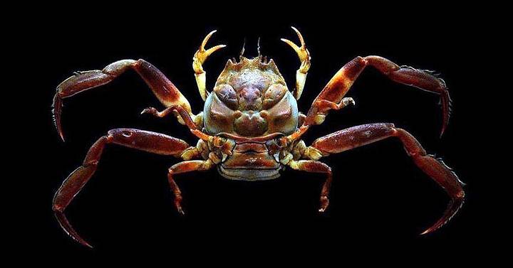 1584941403 271 Heike the mystery of the samurai faced crabs