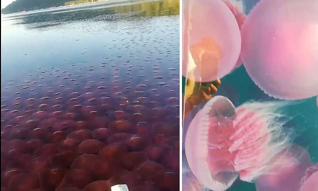 1585974147 Thousands of jellyfish invade Philippine beaches in the absence of