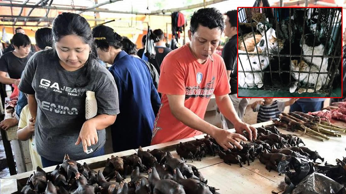 1588480728 Market in Indonesia continues to sell bats rats dogs cats
