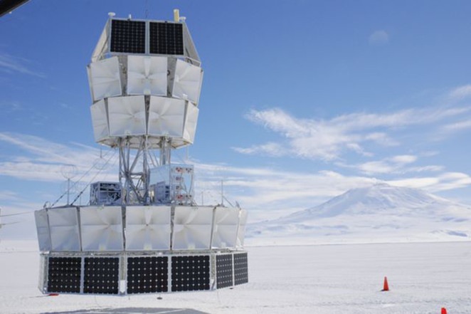 Anita antarctica