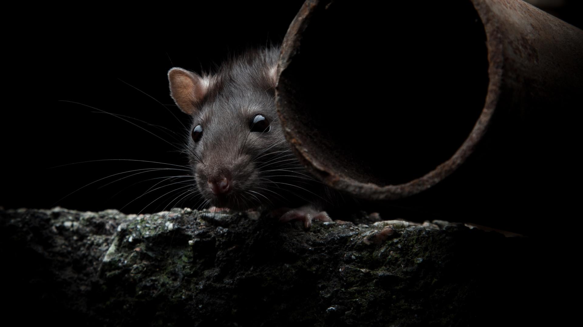 rat hepatitis china