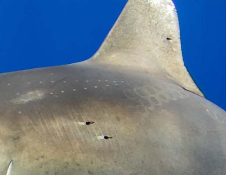 1592022771 659 The Kraken Exists They Photograph a Huge Shark Showing Scars