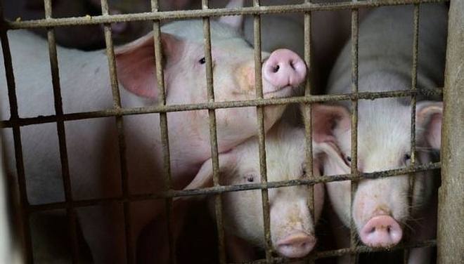 1593492637 587 New strain of swine flu found with pandemic potential in