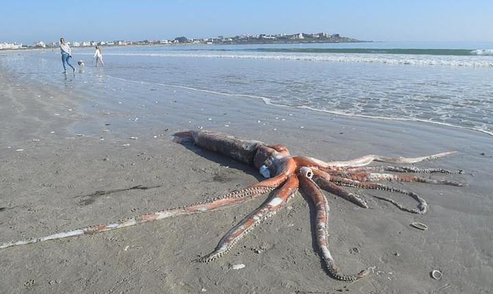 A giant squid appears on a South African beach
