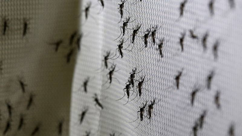 Genetically modified mosquitoes could be released in the US
