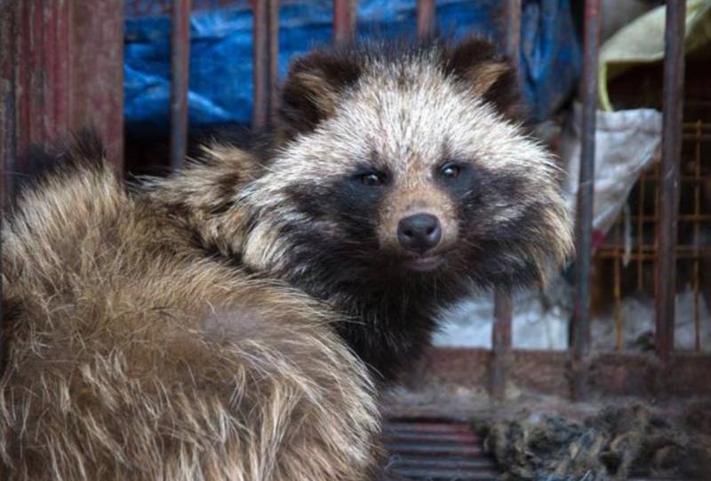 Jane Goodall | humanity is doomed if we don't change after the pandemic