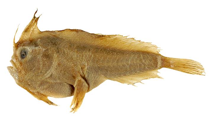 1594096243 241 Scientists confirm the first extinction of a marine fish in