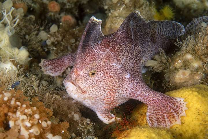 1594096243 804 Scientists confirm the first extinction of a marine fish in