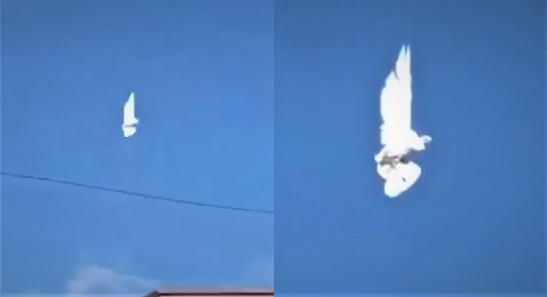 1594527441 A bird suspended in the air goes viral on the