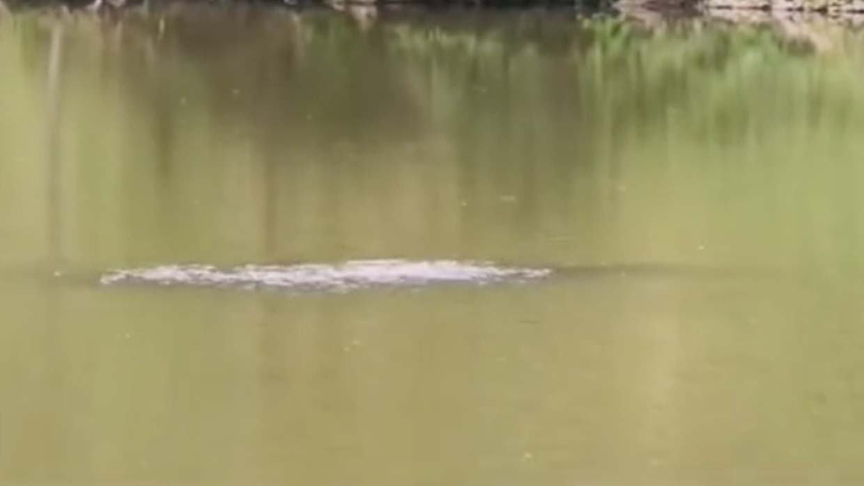 1594617542 They record a legendary monster in a lake in China