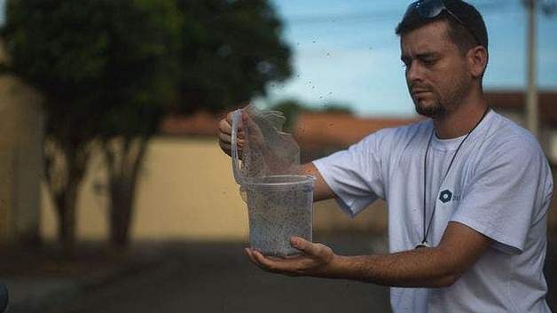 1598160790 220 750 million genetically modified mosquitoes to be released in Florida