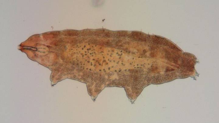 1603161671 515 Tardigrades use a fluorescent shield to protect themselves from UV