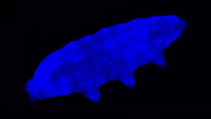 Tardigrades use a fluorescent shield to protect themselves from UV