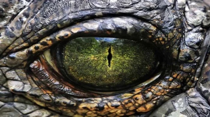 david icke reptilian theory
