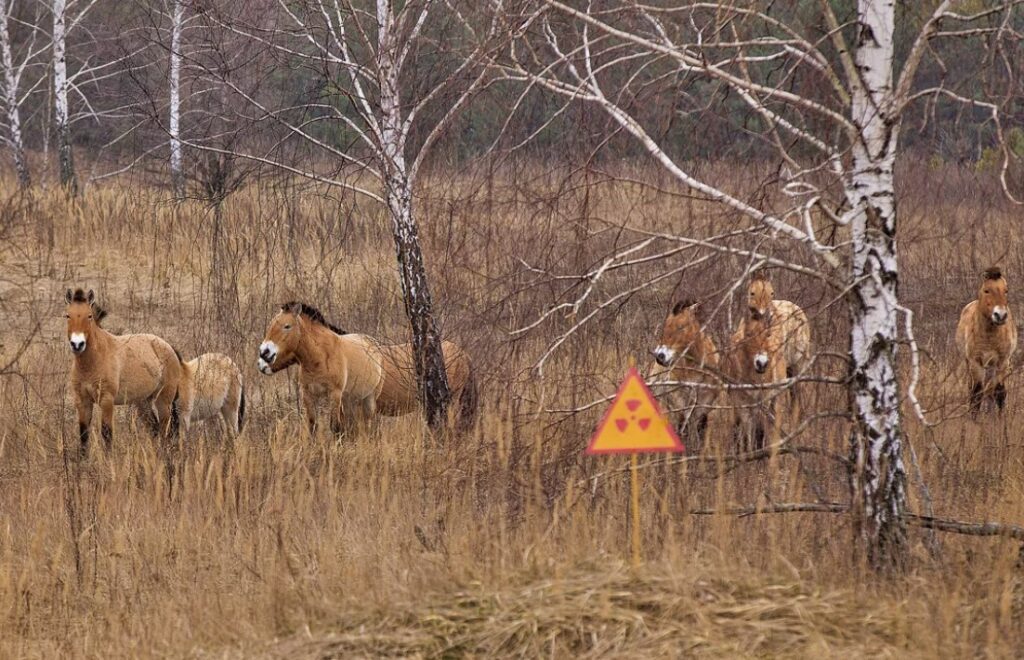 genesis zone chernobyl 1