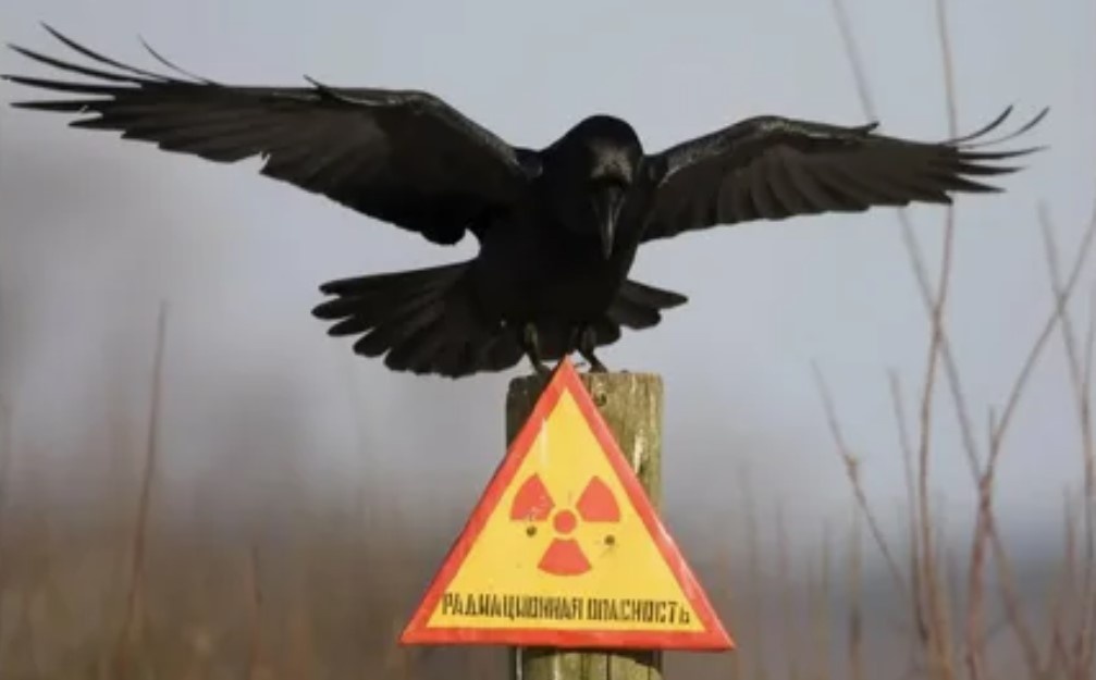 genesis zone chernobyl 6